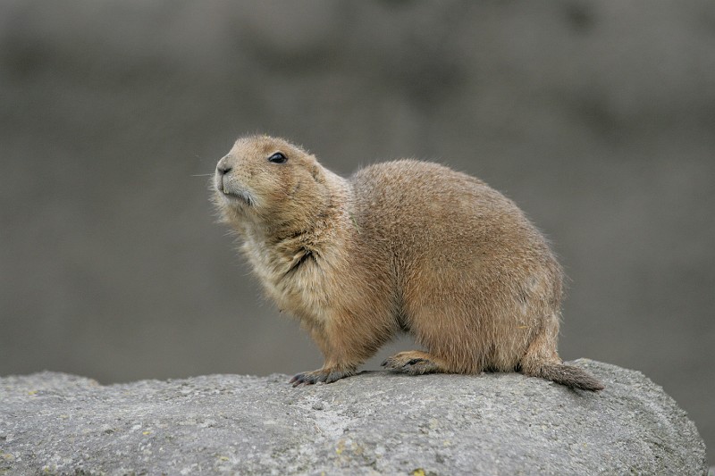 Fotoclubje Blijdorp 2008-9.jpg